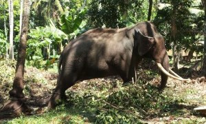 Sri Lanka_Elephant_Cropped_2015-02-13